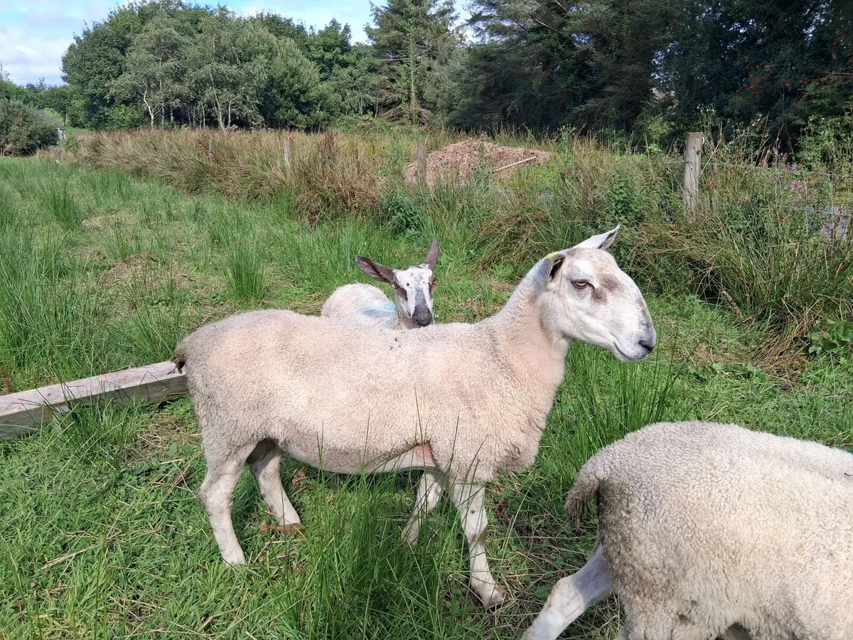 PBR Bluefaced Leicester Hogget Ram - Image 3