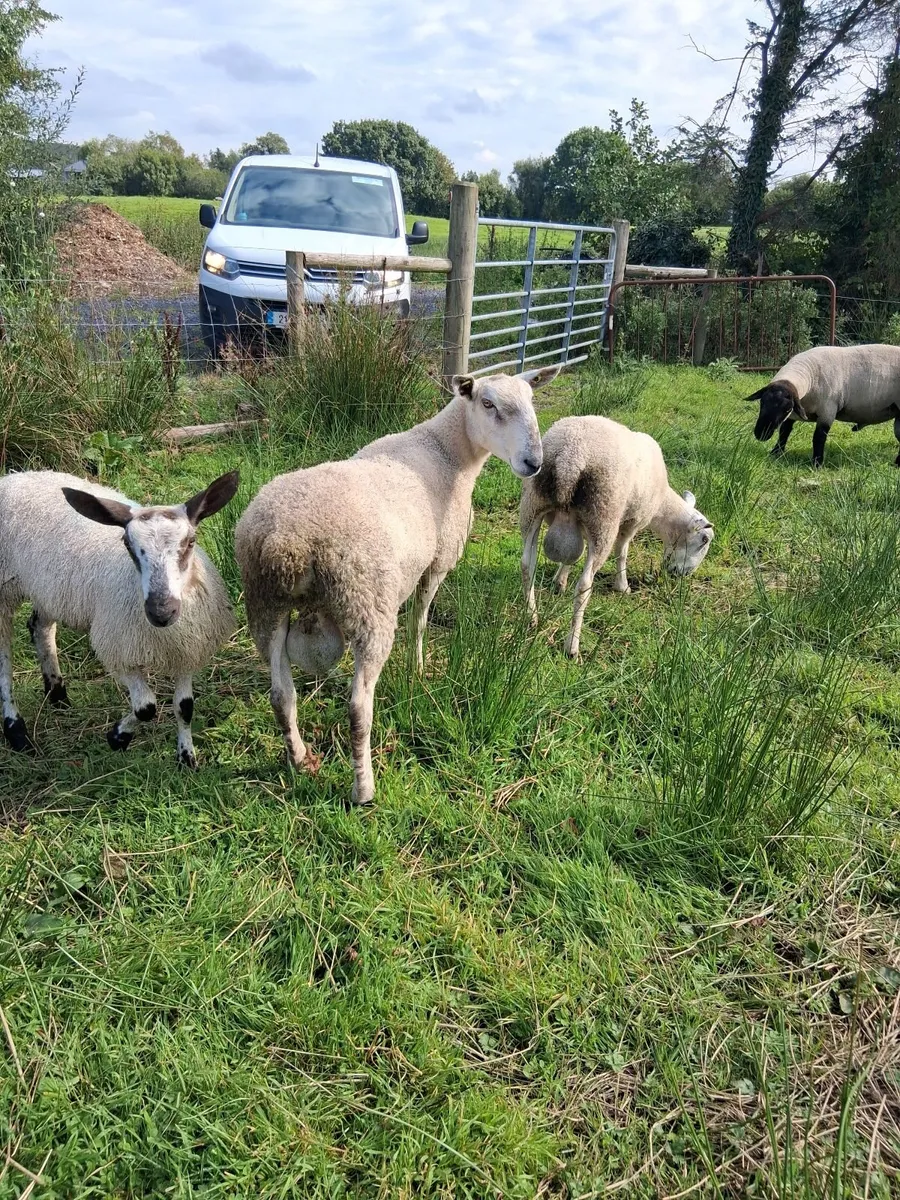 PBR Bluefaced Leicester Hogget Ram - Image 4