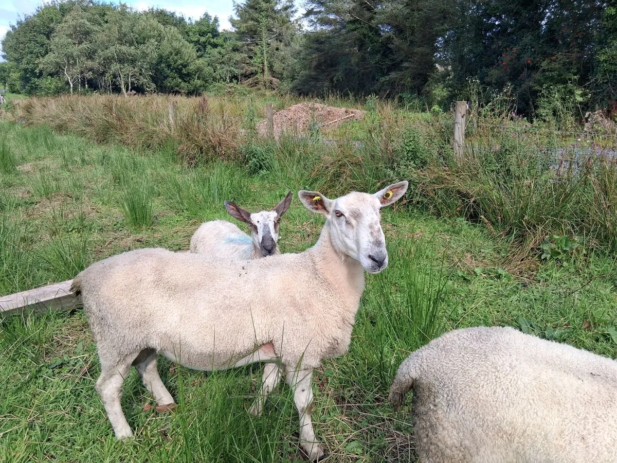PBR Bluefaced Leicester Hogget Ram - Image 1