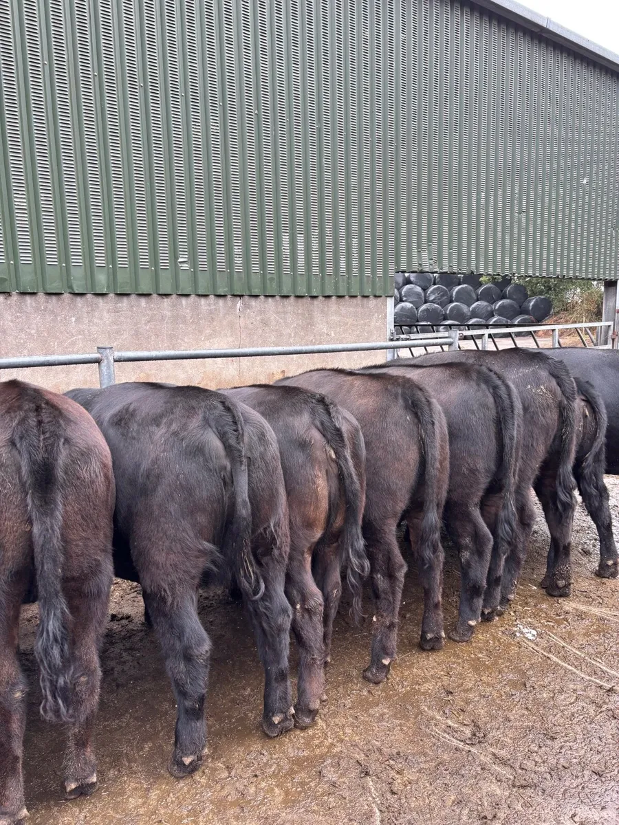Super Pedigree Angus Heifers - Image 1