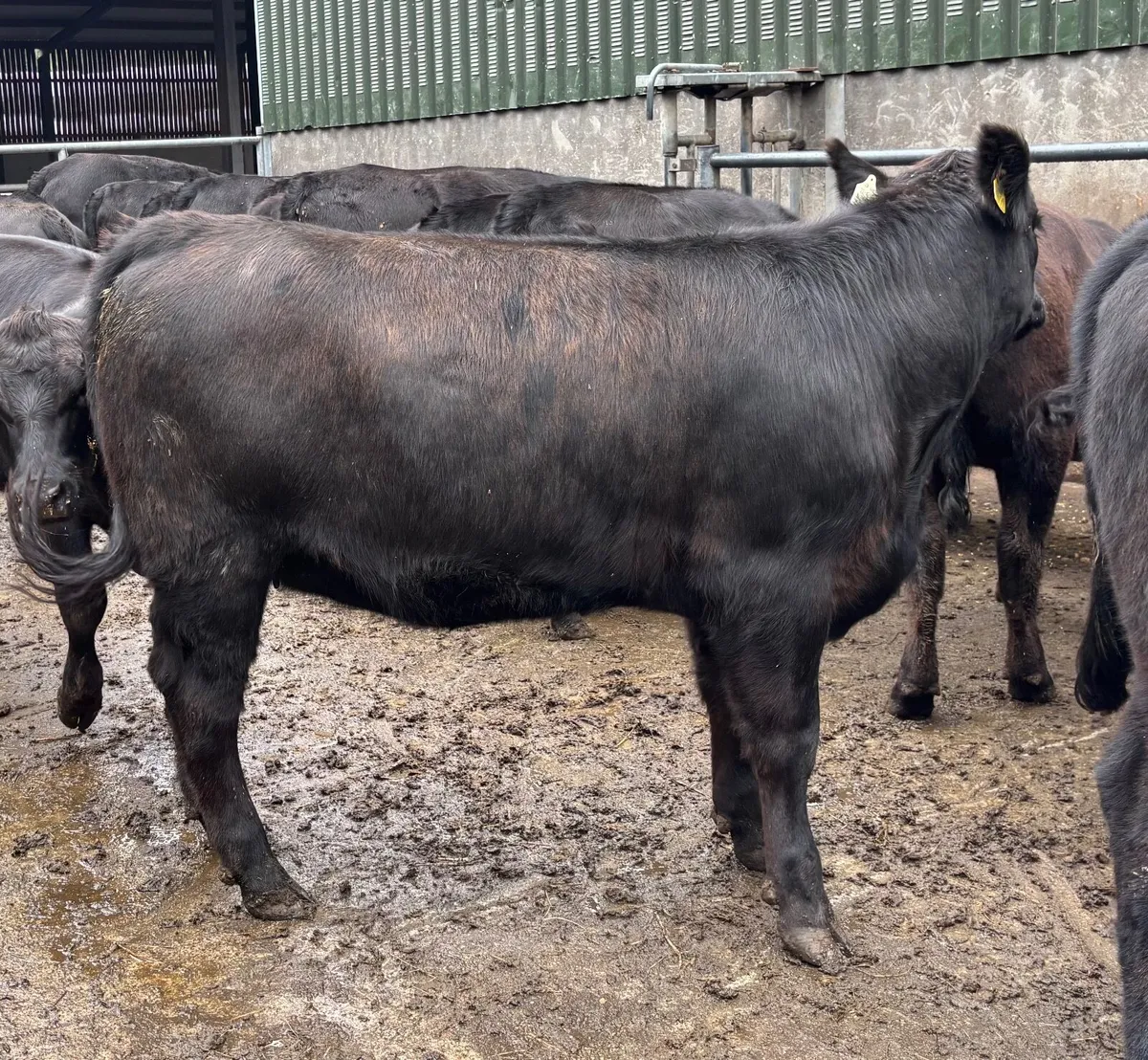 Super Pedigree Angus Heifers - Image 2