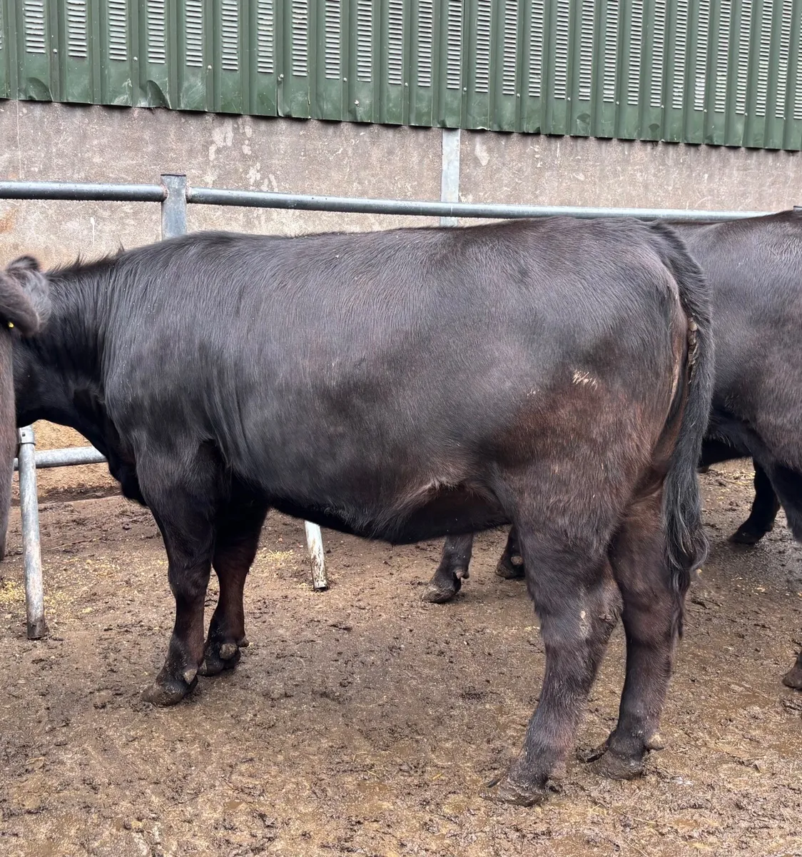 Super Pedigree Angus Heifers - Image 3