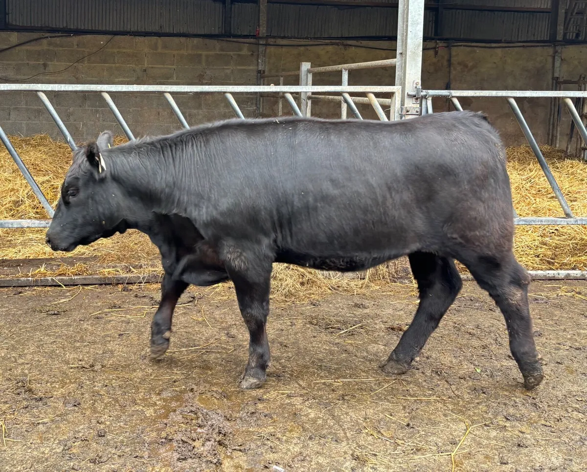 Super Pedigree Angus Heifers - Image 4