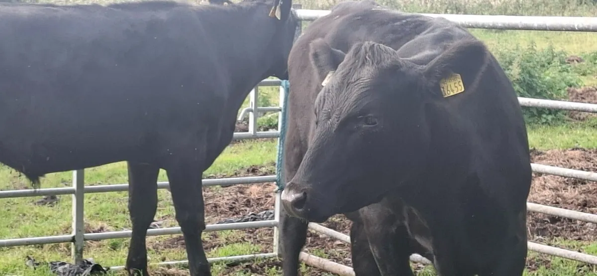 Angus Bullocks - Image 2