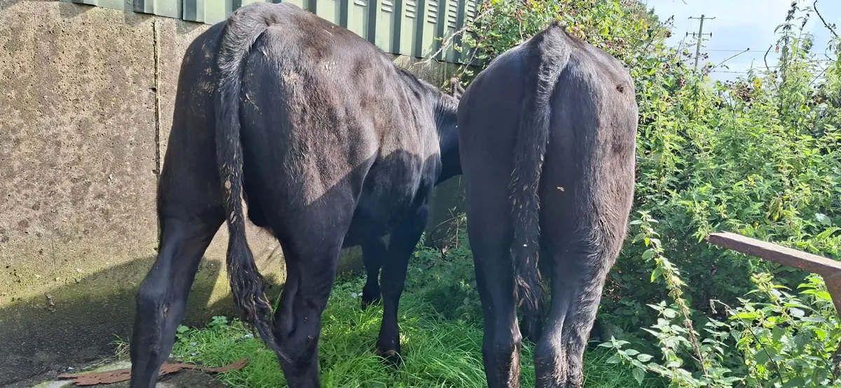 Angus Bullocks - Image 1