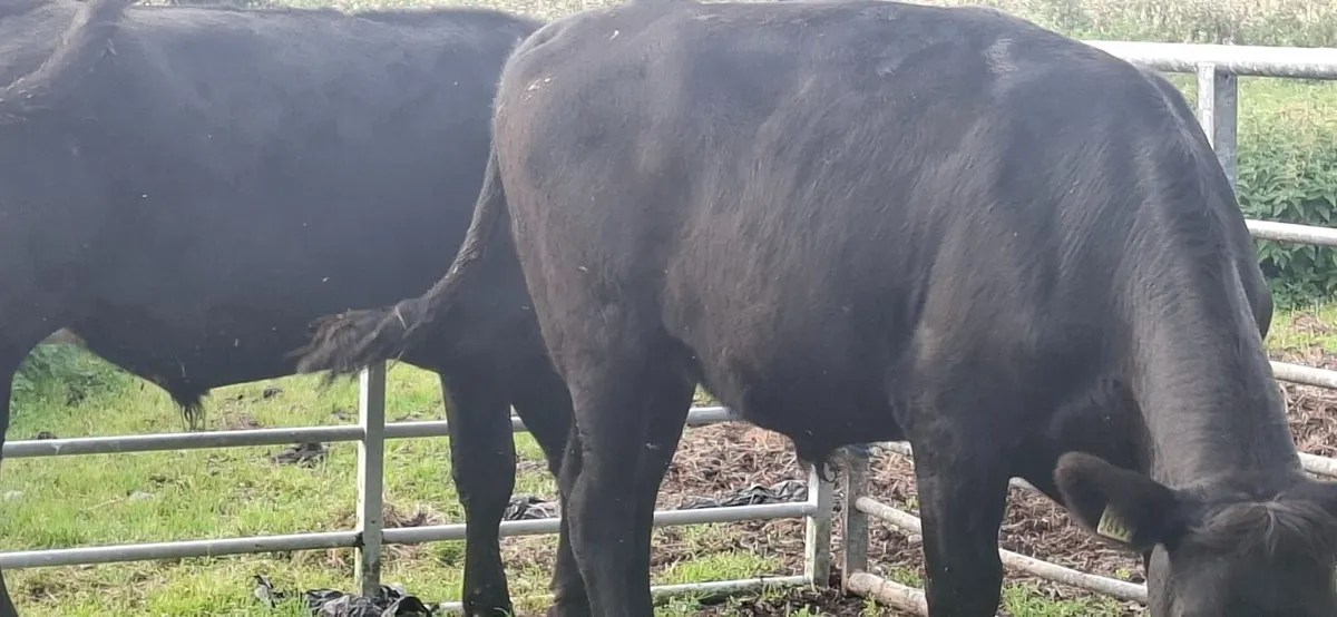 Angus Bullocks - Image 3
