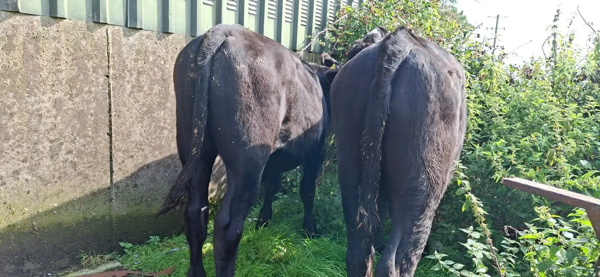 Angus Bullocks - Image 4