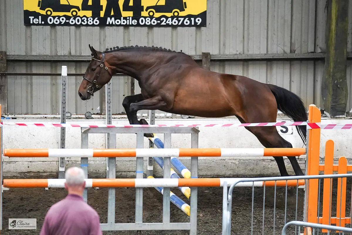 3yr Old Clooney Filly - Image 1