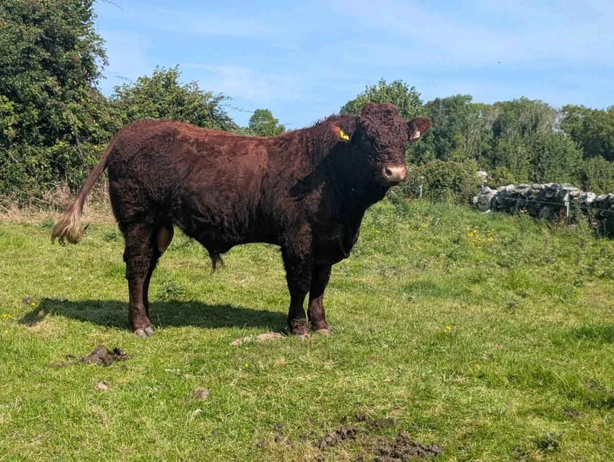 PB Saler Bull (RIO Bull) - Image 1