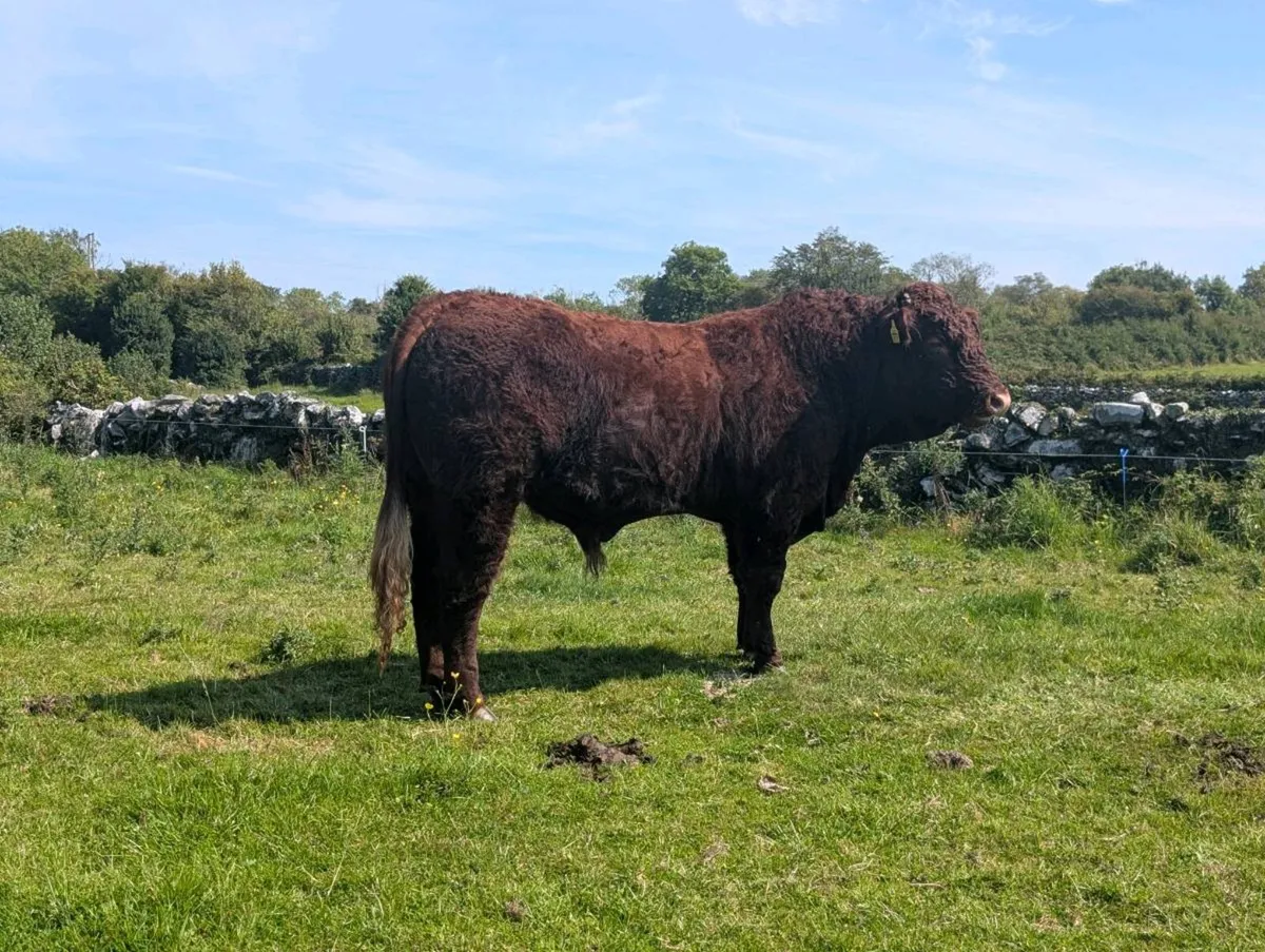 PB Saler Bull (RIO Bull) - Image 2