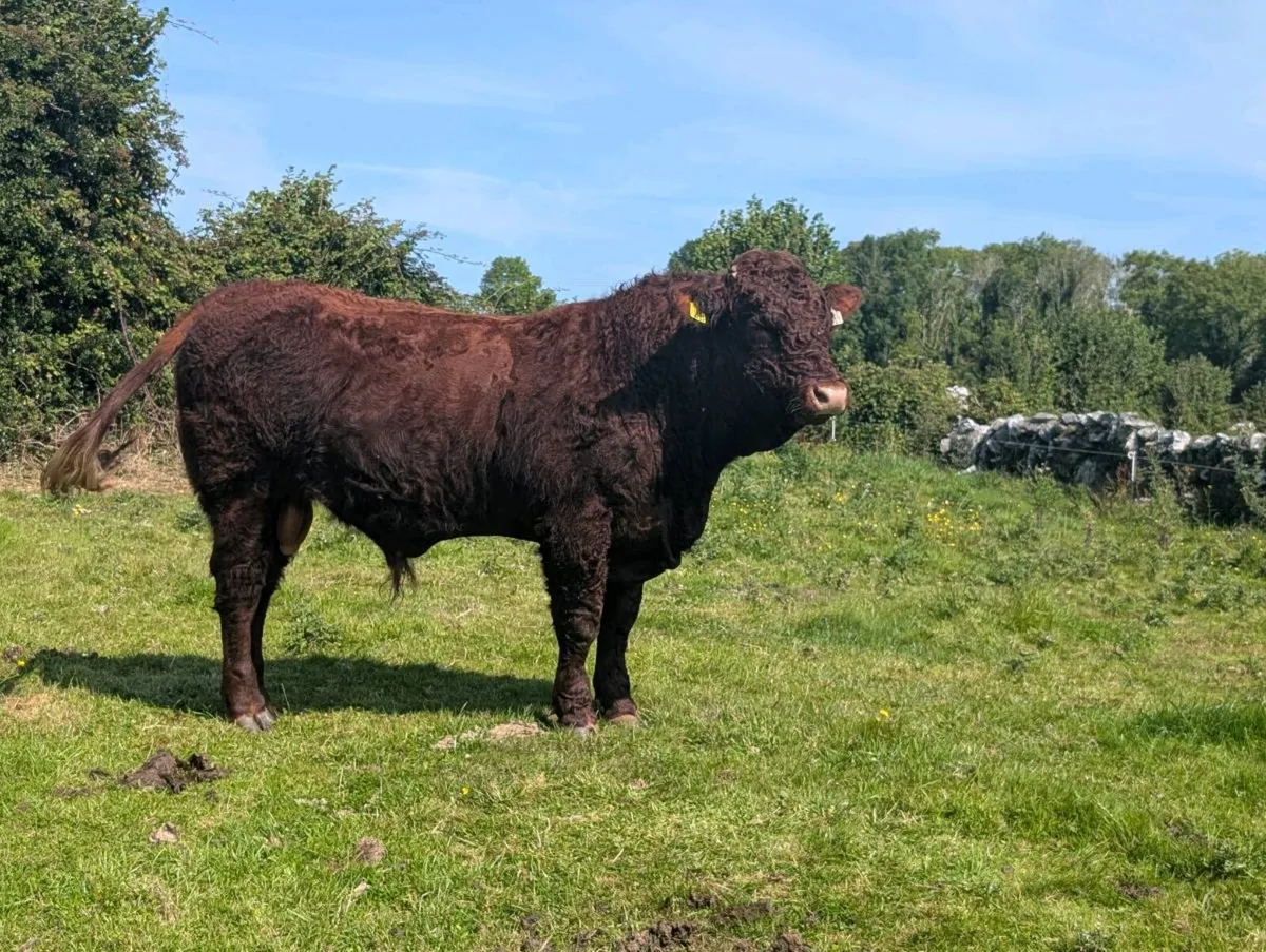 PB Saler Bull (RIO Bull) - Image 3