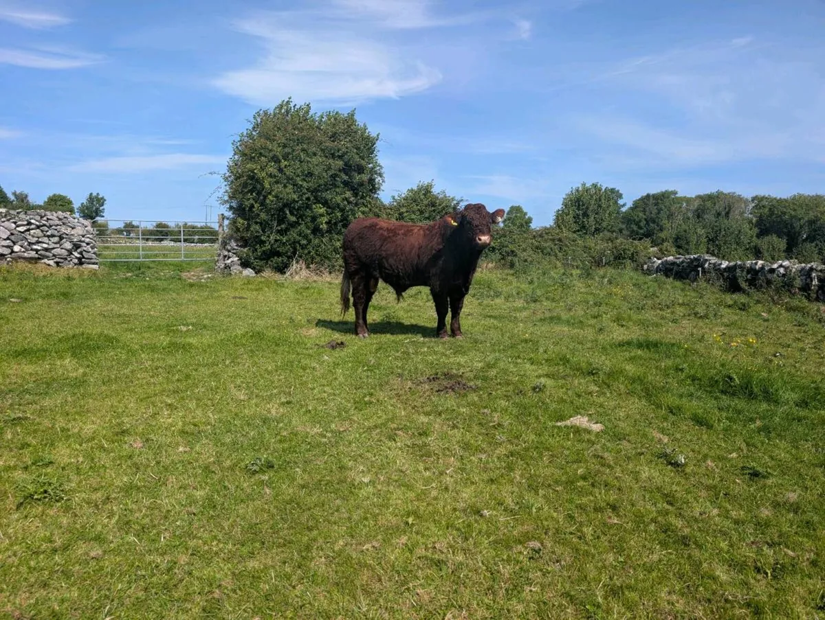 PB Saler Bull (RIO Bull) - Image 4