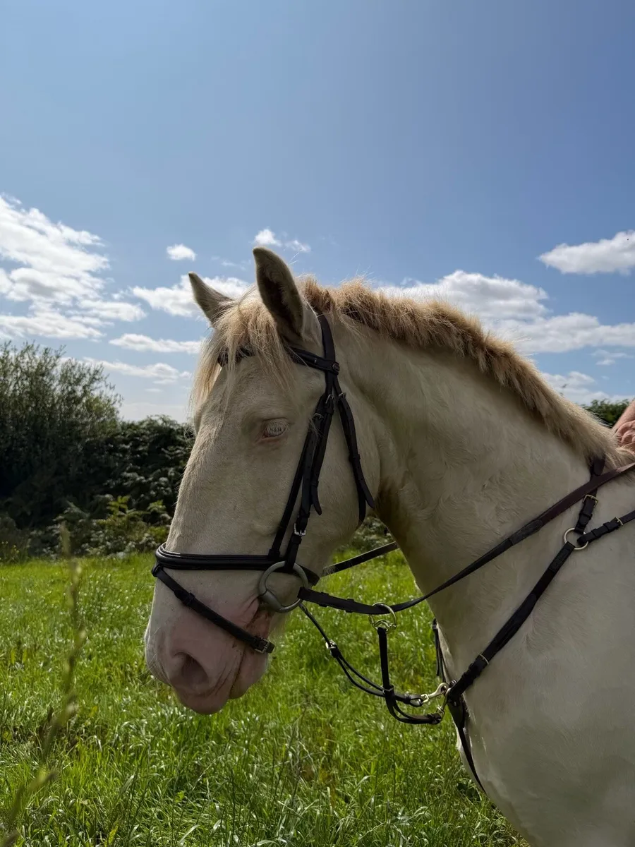 ⭐ Stunning 4-Year-Old Gelding – 158 cm ⭐ - Image 4