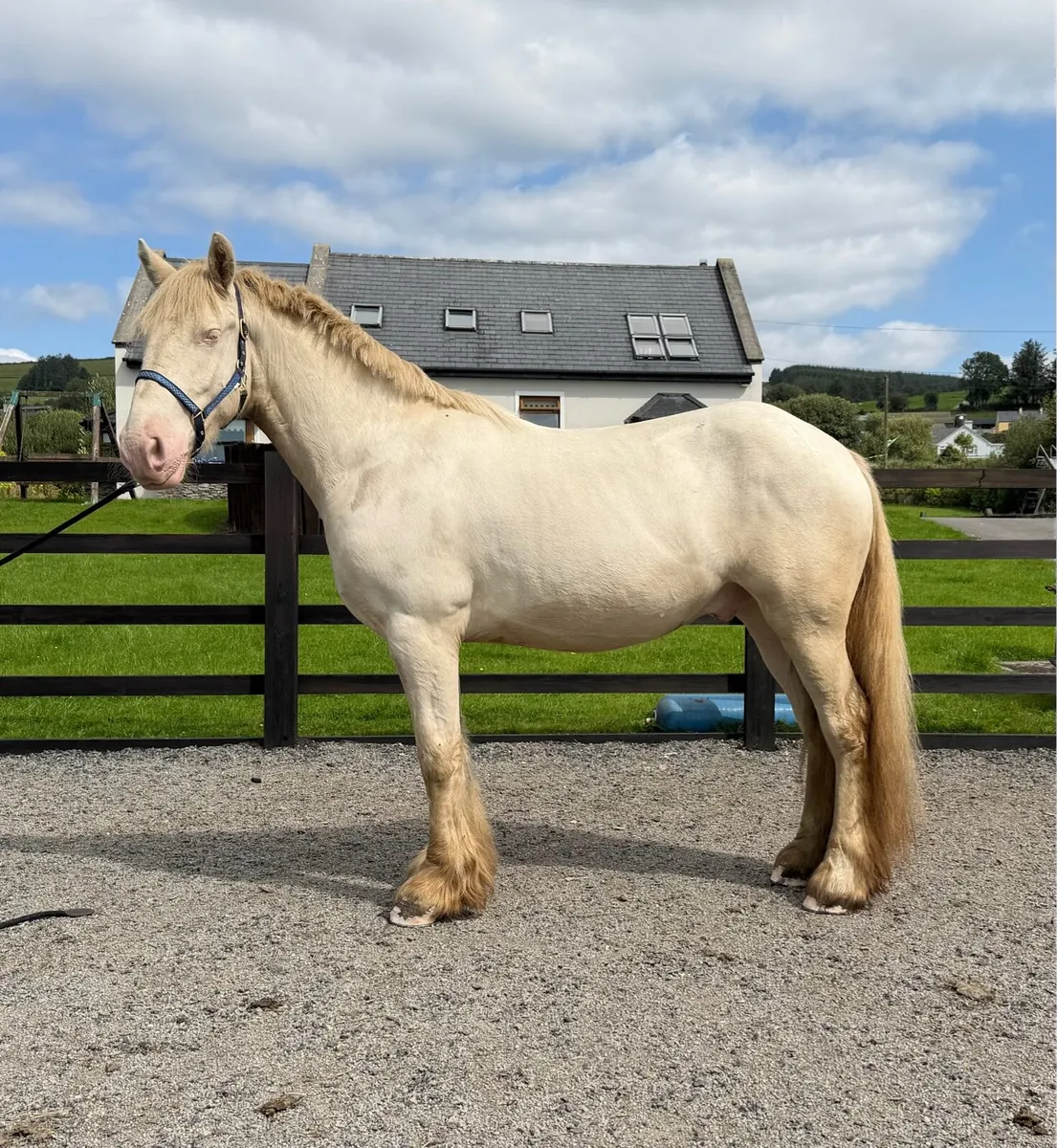 ⭐ Stunning 4-Year-Old Gelding – 158 cm ⭐ - Image 1