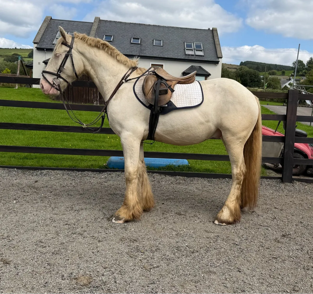 ⭐ Stunning 4-Year-Old Gelding – 158 cm ⭐ - Image 2
