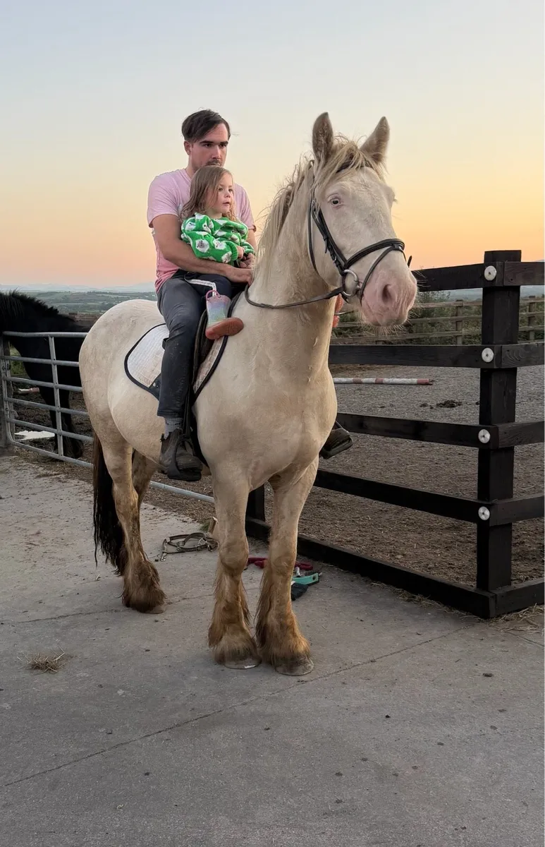 ⭐ Stunning 4-Year-Old Gelding – 158 cm ⭐ - Image 3