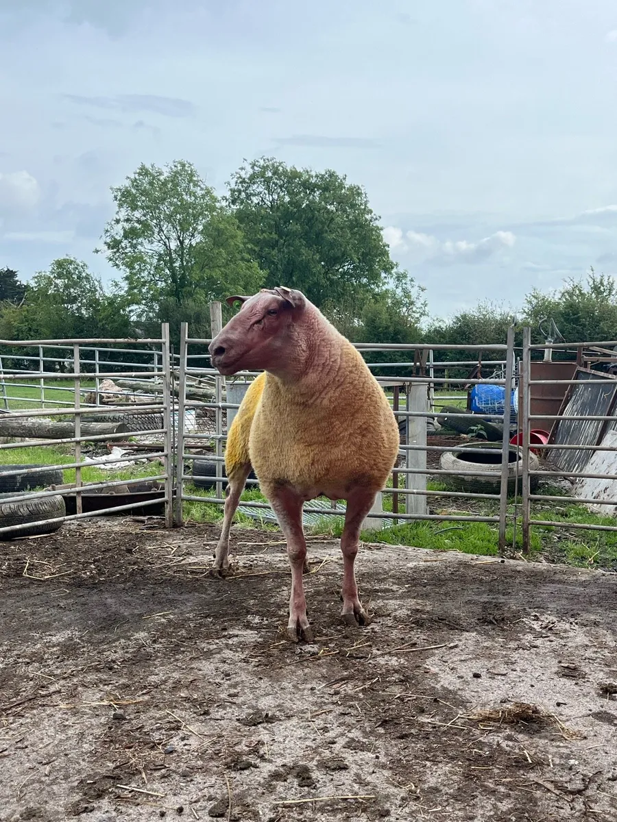 Rouge Ram - Image 2