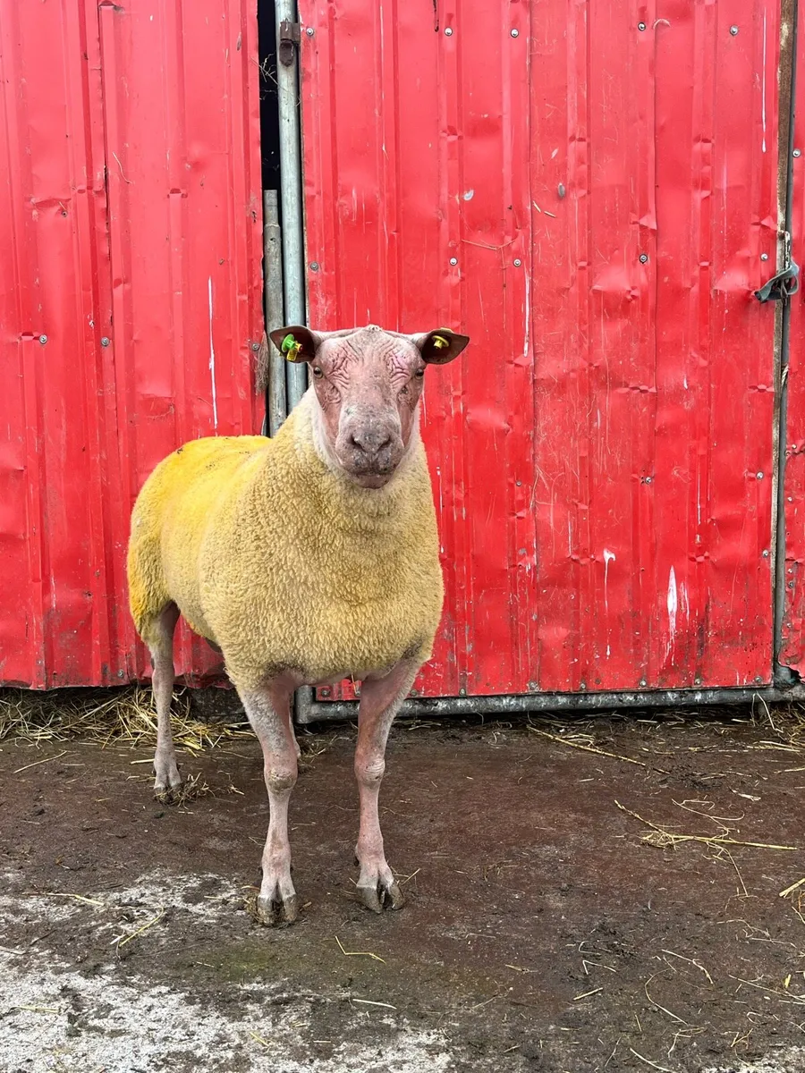 Rouge Ram - Image 3