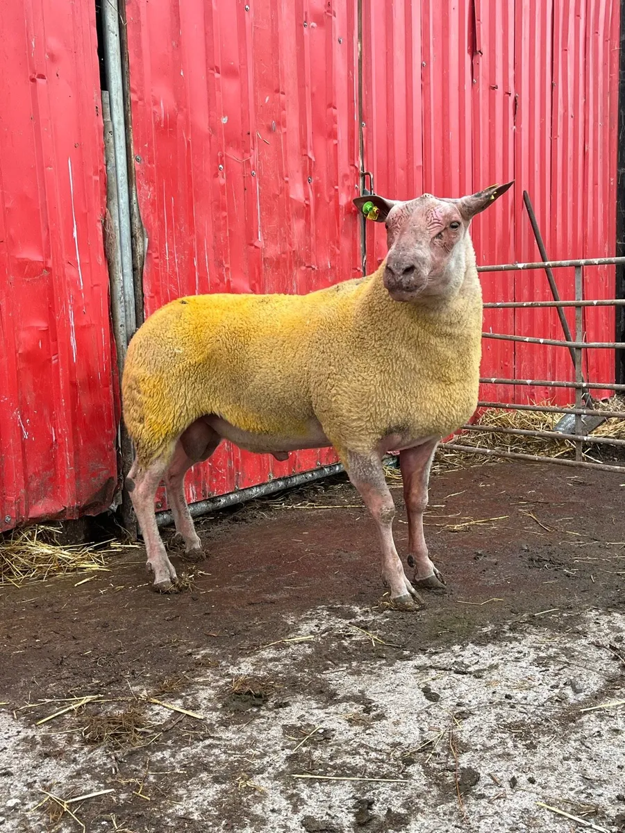Rouge Ram - Image 4