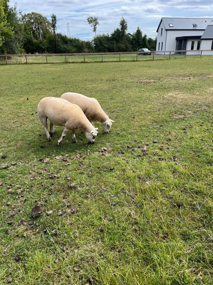 Hoggets - Image 4