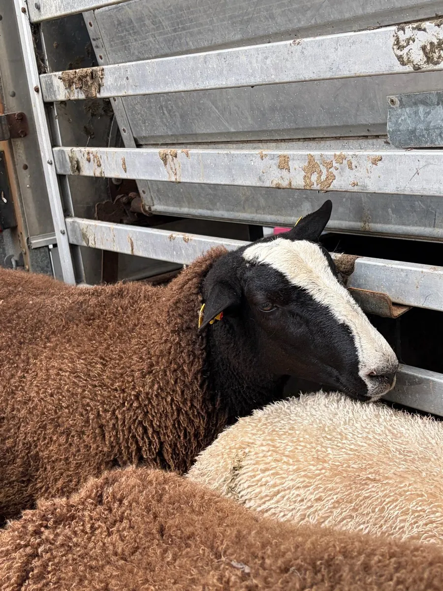 Zwartble Ram Lambs - Image 1