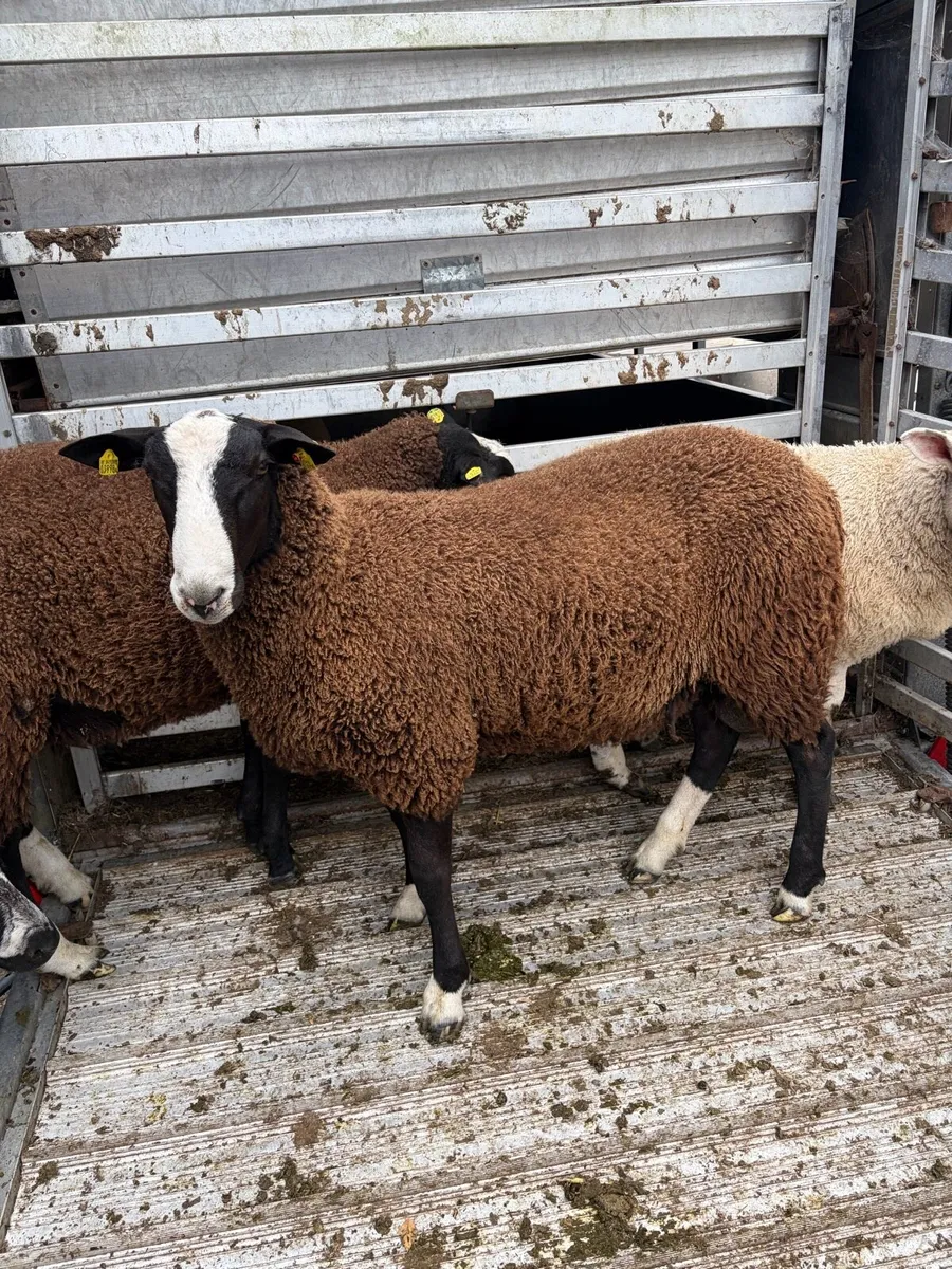 Zwartble Ram Lambs - Image 3