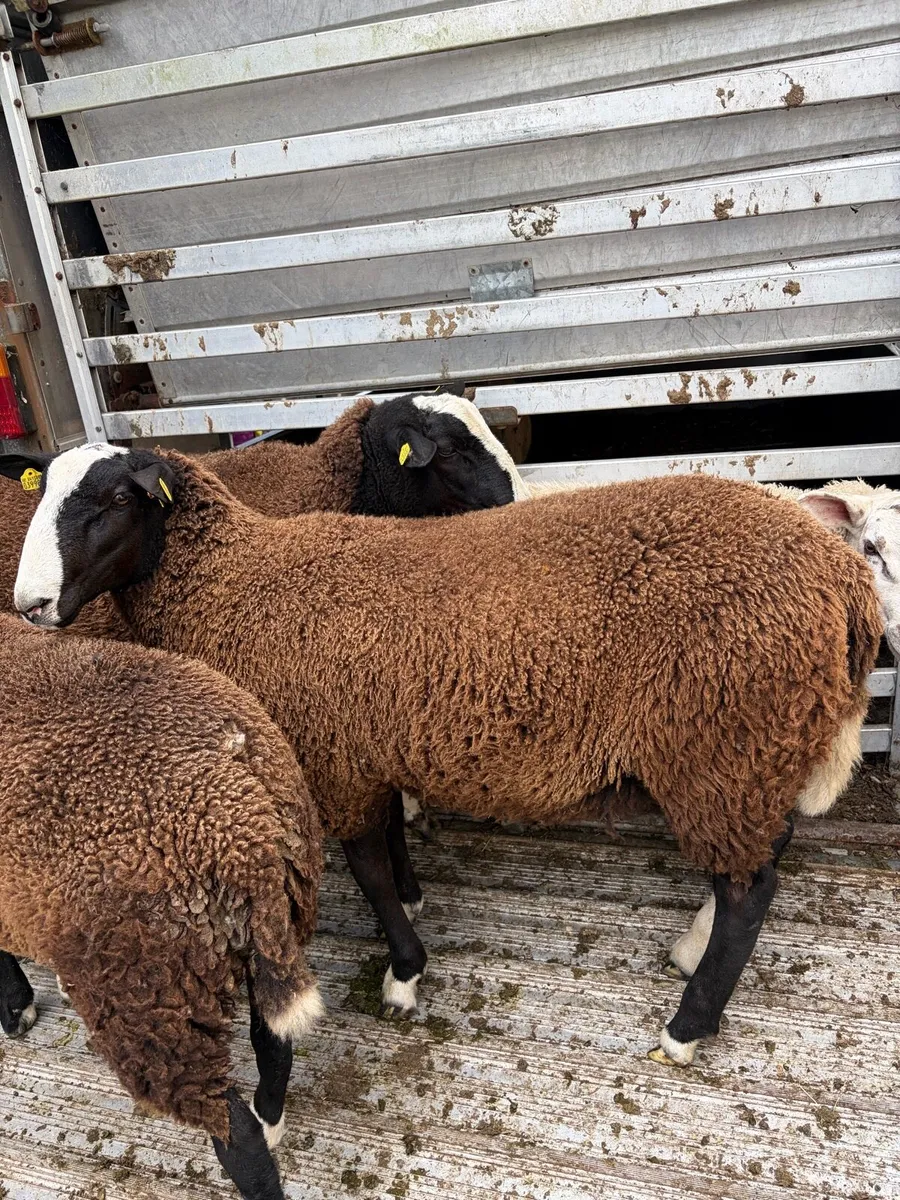 Zwartble Ram Lambs - Image 4