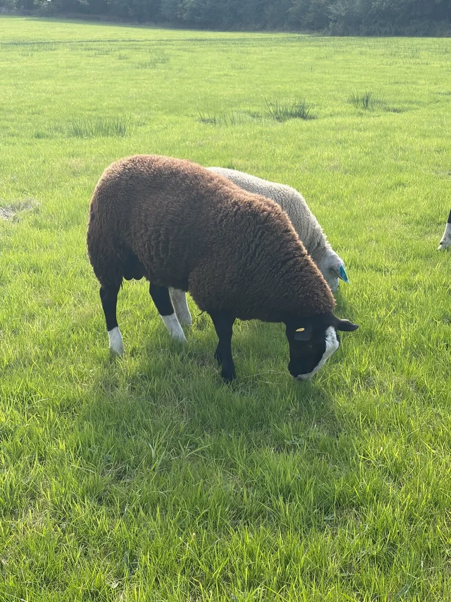 Zwartble Ram and ewe lambs - Image 4
