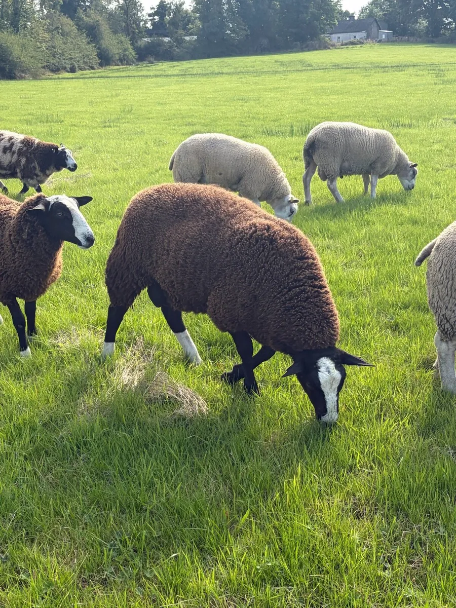 Zwartble Ram Lambs - Image 2
