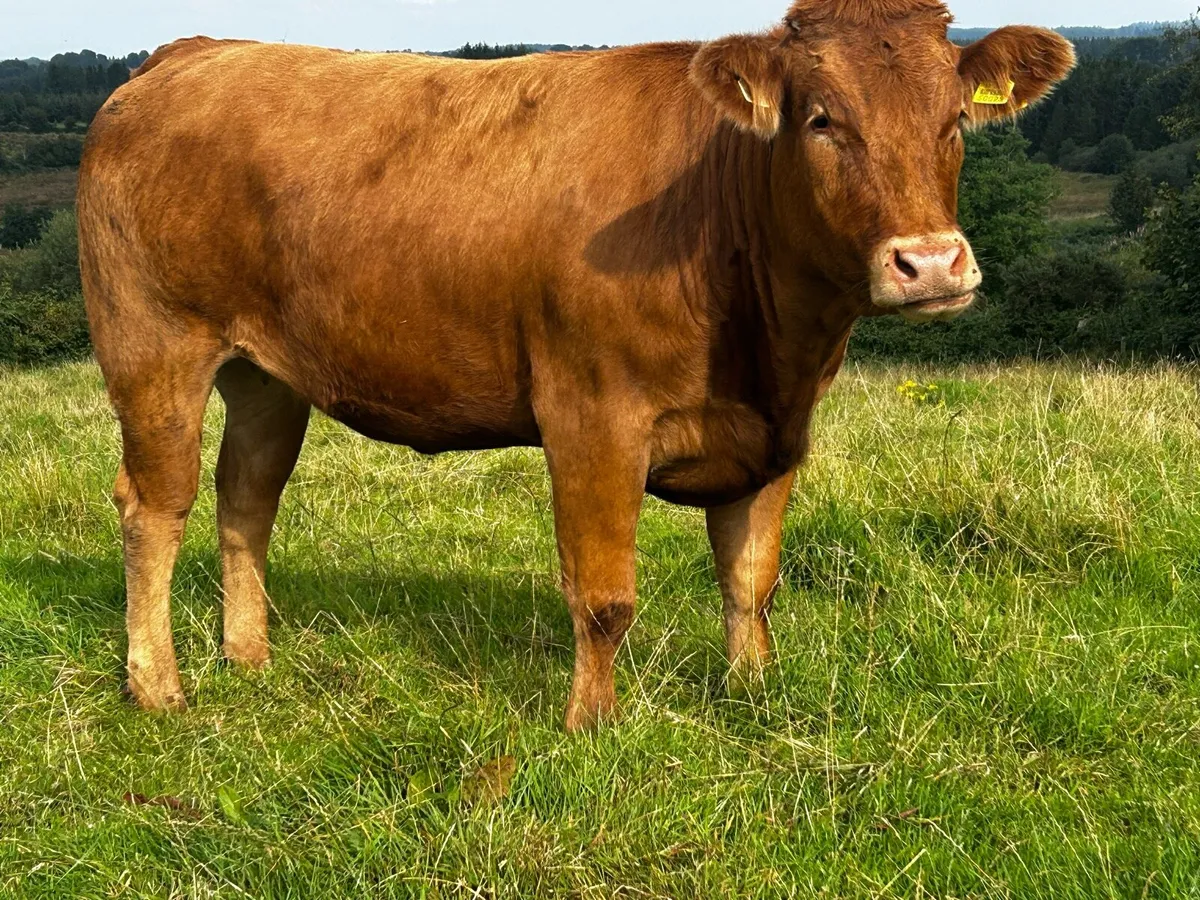 In-Calf Aubrac Heifer - Image 2