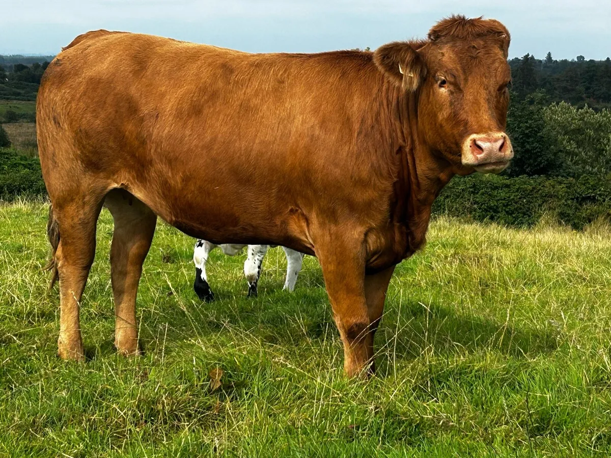 In-Calf Aubrac Heifer - Image 3