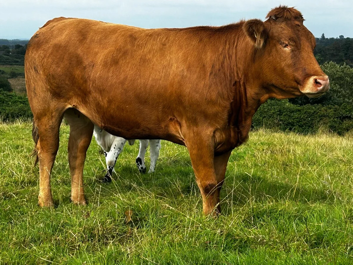 In-Calf Aubrac Heifer - Image 4