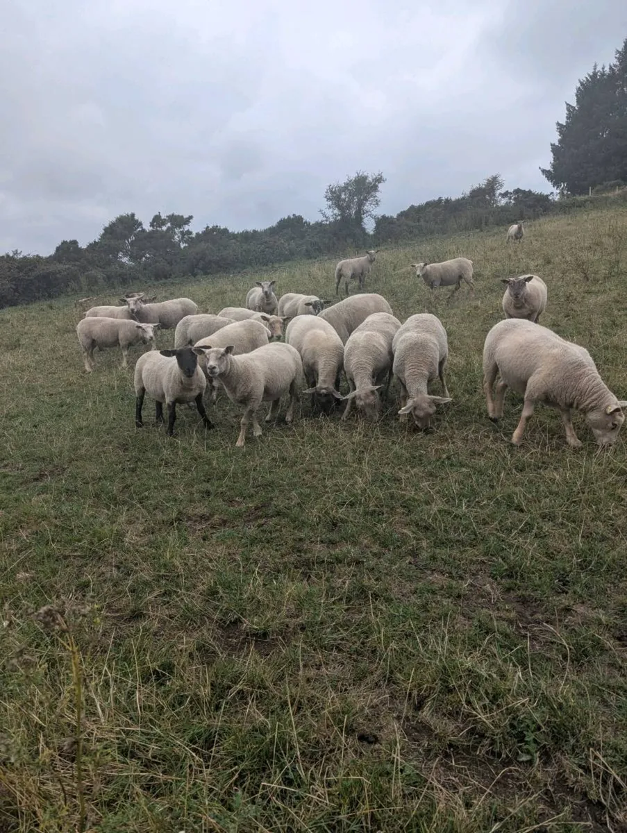 Breeding ewes hogget ewe's - Image 1