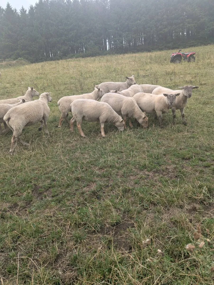 Breeding ewes hogget ewe's - Image 2