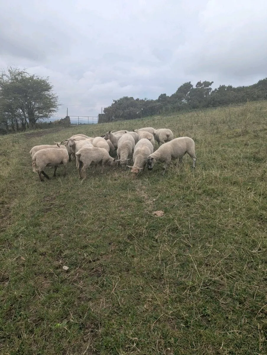 Breeding ewes hogget ewe's - Image 4