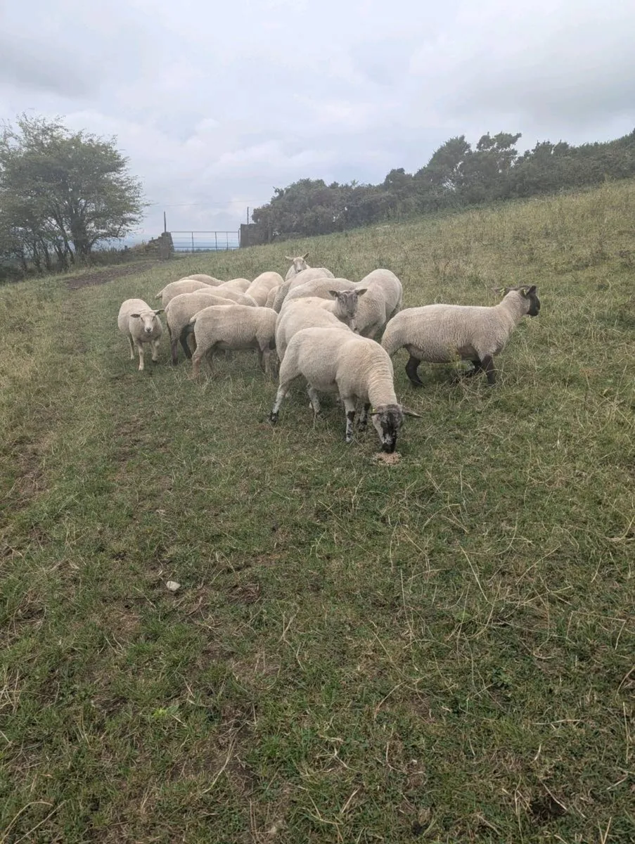 Breeding ewes hogget ewe's - Image 3