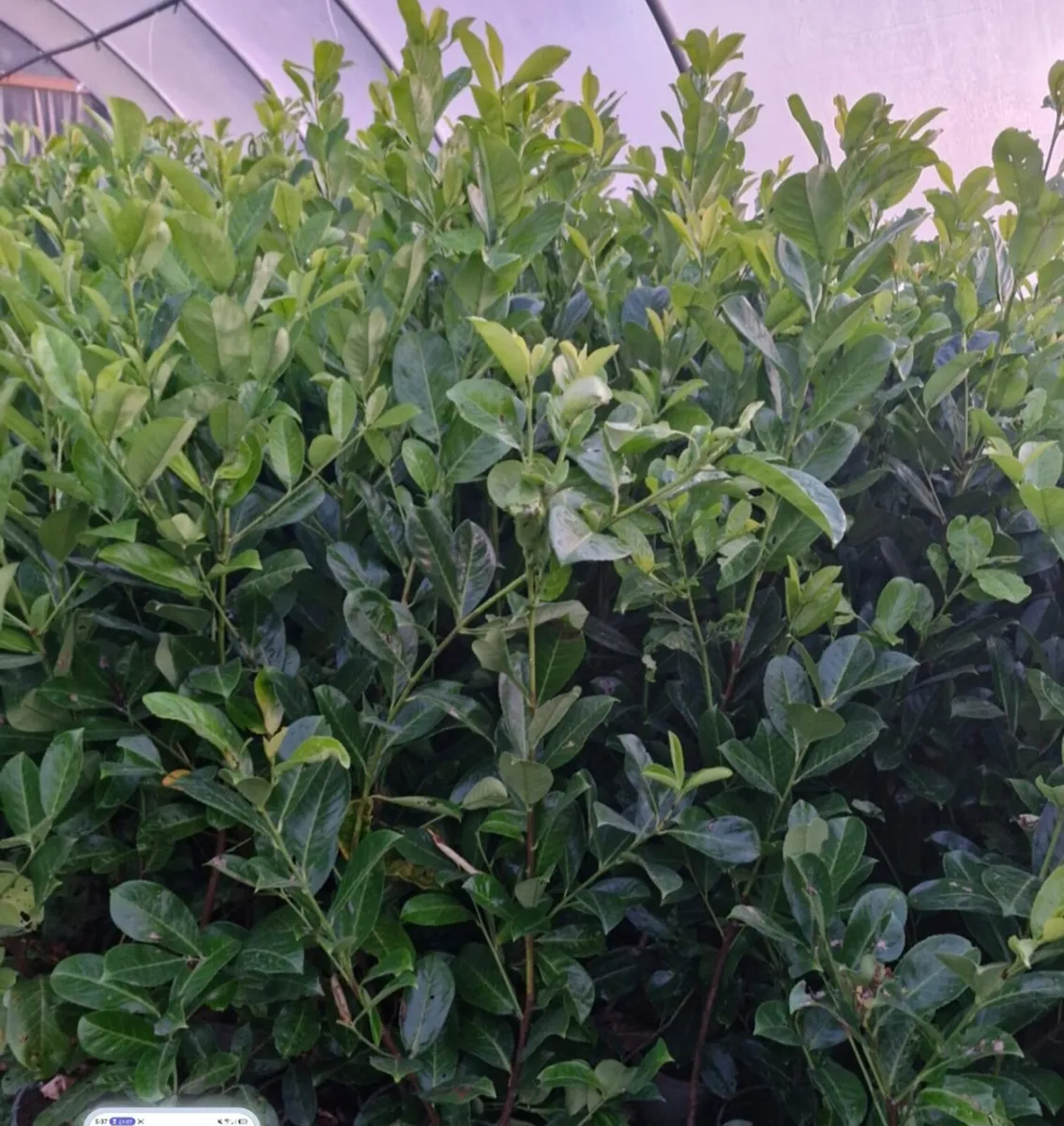 Potted laurels for sale - Image 1