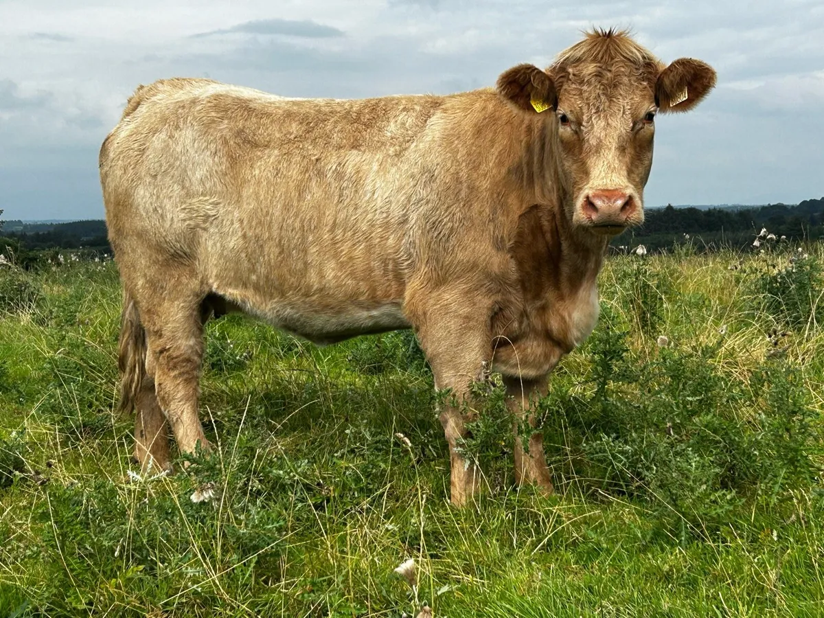 Roan Charolais In-Calf Heifer - Image 2