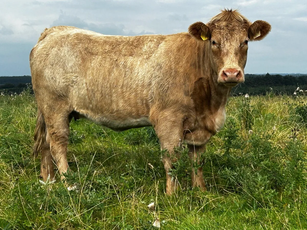 Roan Charolais In-Calf Heifer - Image 3