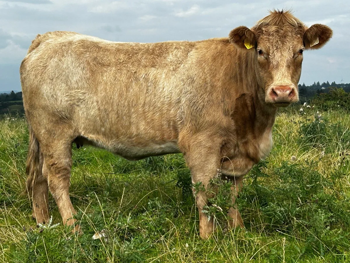 Roan Charolais In-Calf Heifer - Image 4