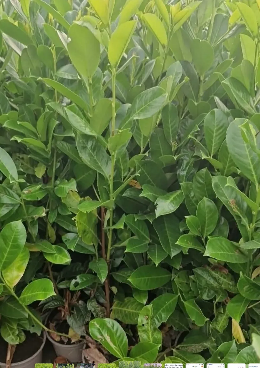 Potted laurels for sale - Image 2