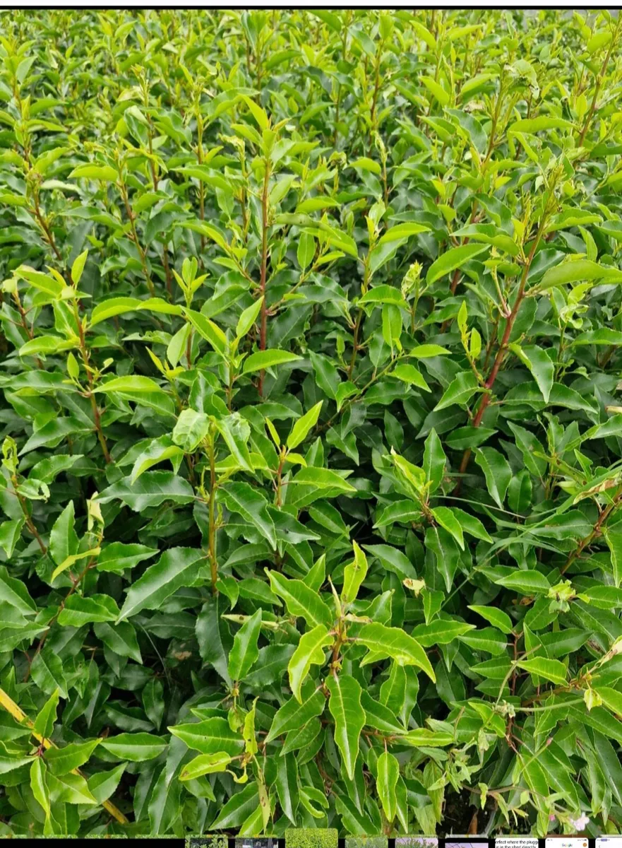 Potted laurels for sale - Image 3