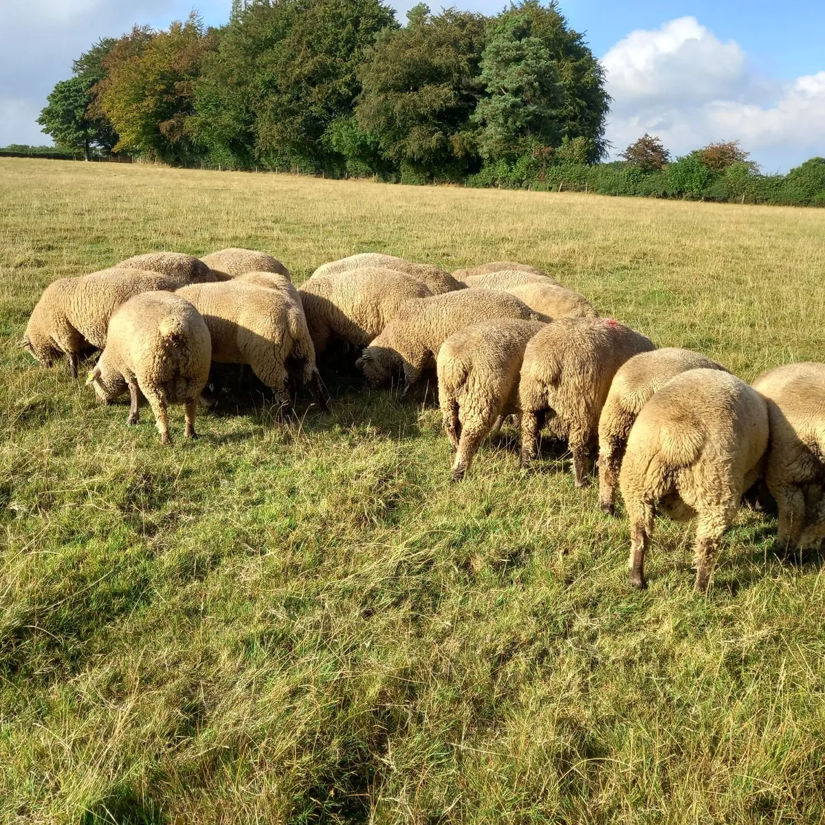Pedigree Vendeen Ram Lambs - Image 3