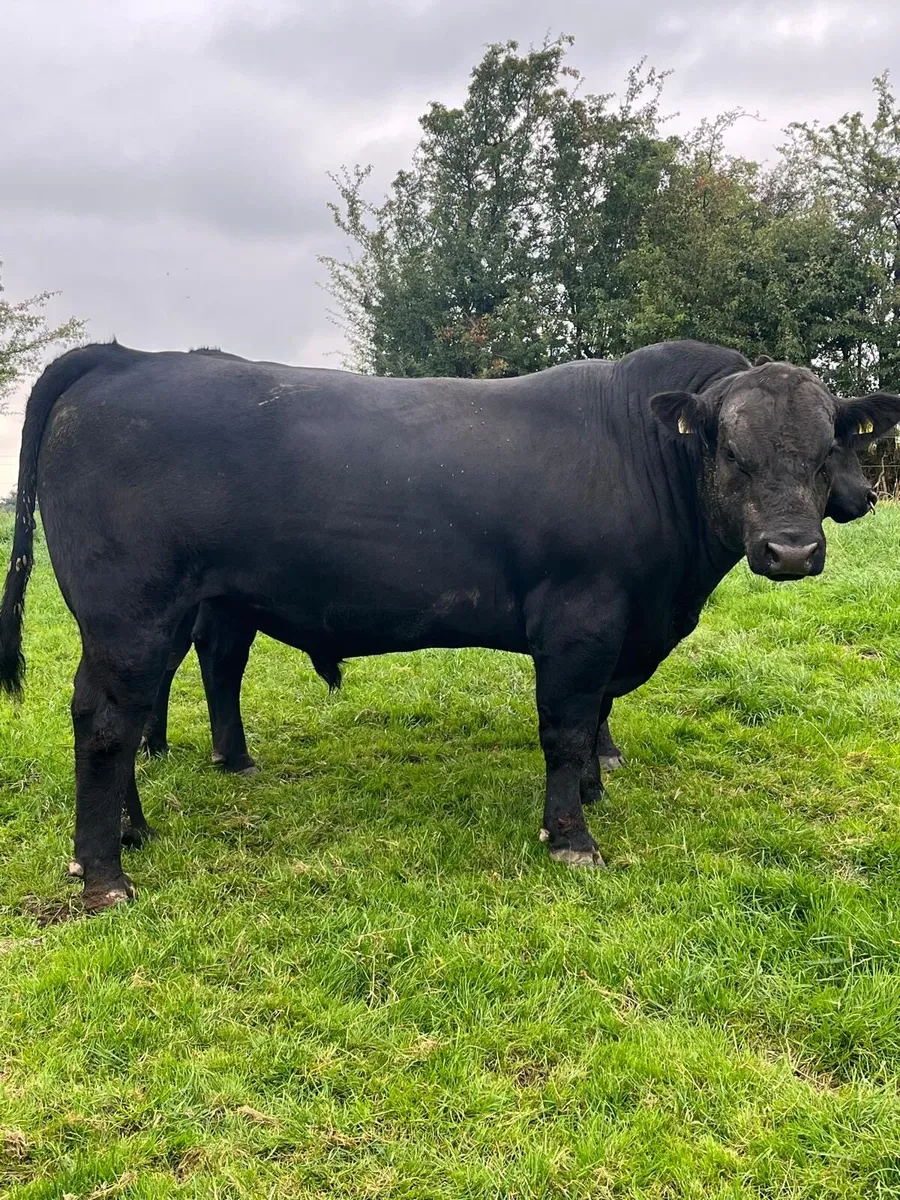 PB ANGUS BULL - Image 1