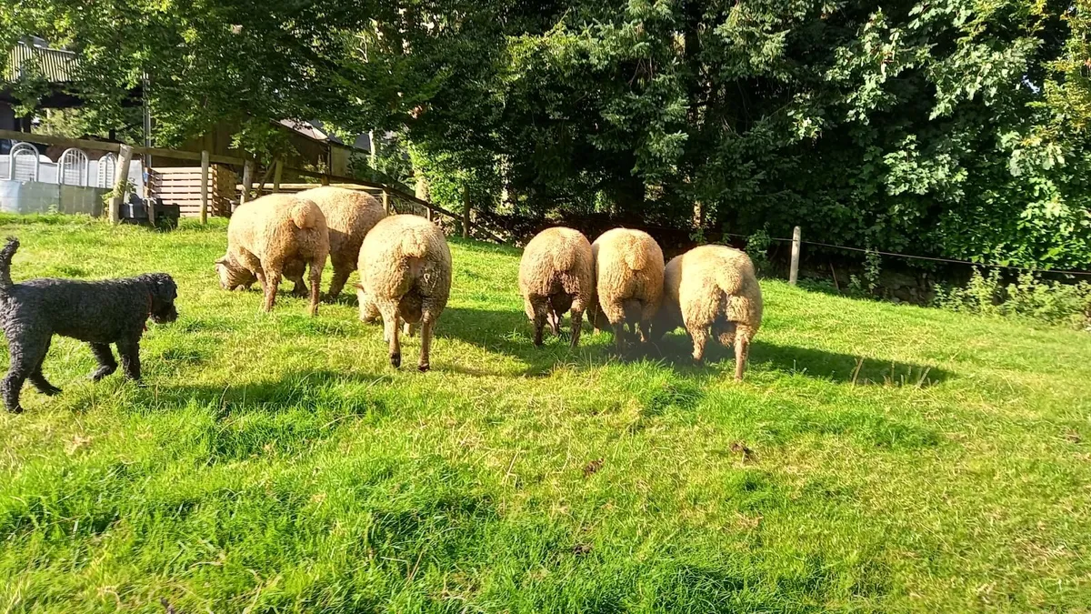 Pedigree Vendeen Ram Lambs - Image 4