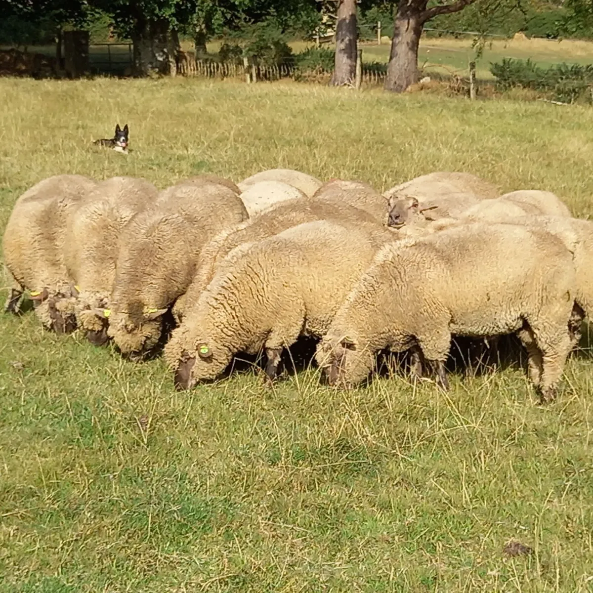 Pedigree Vendeen Ram Lambs - Image 1