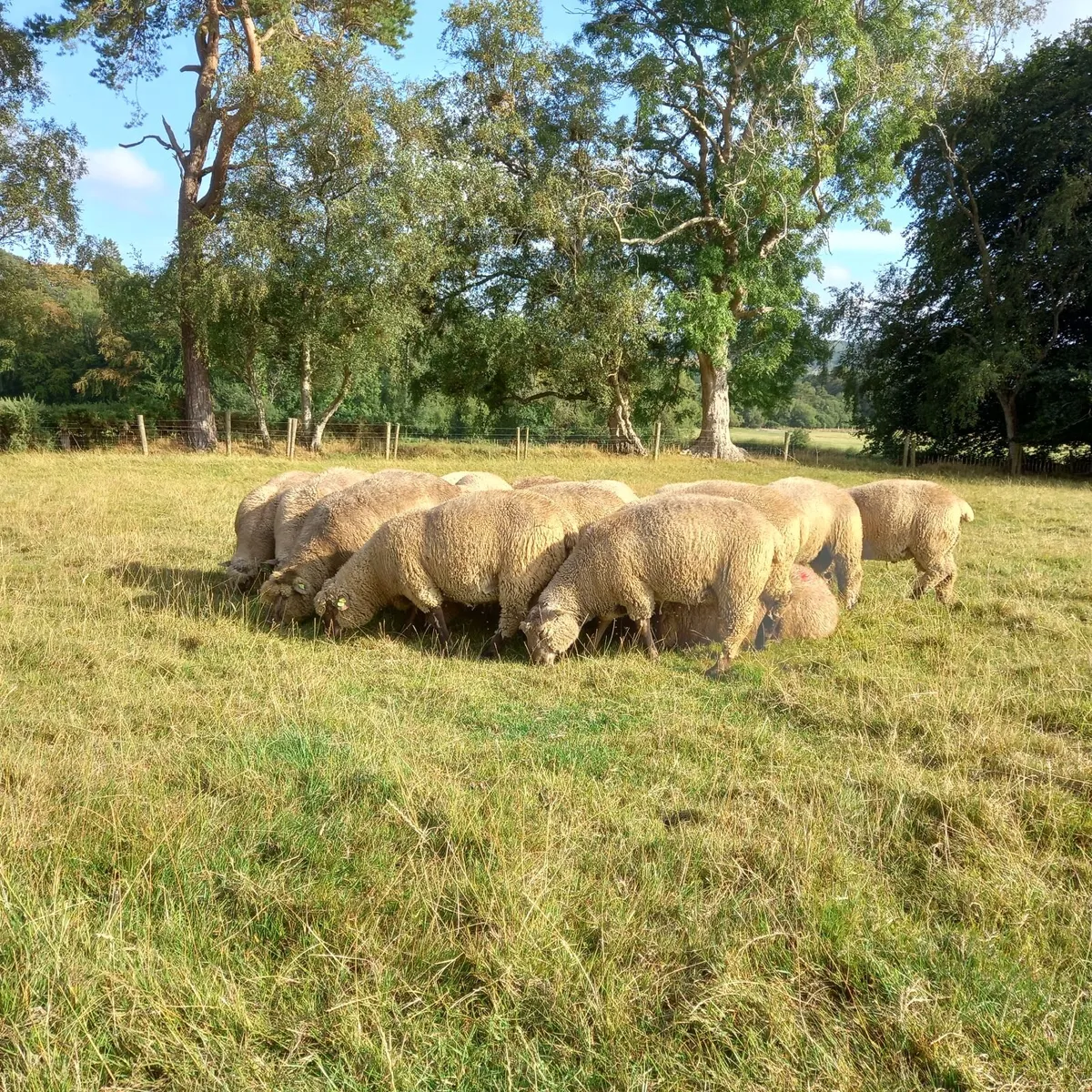 Pedigree Vendeen Ram Lambs - Image 2