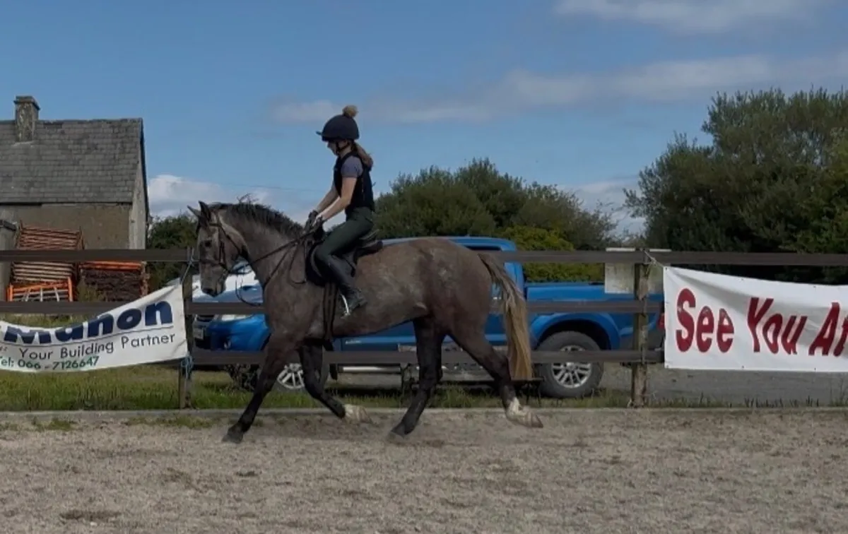 Quality 16h Irish Draught - Lot 512 Goresbridge - Image 3