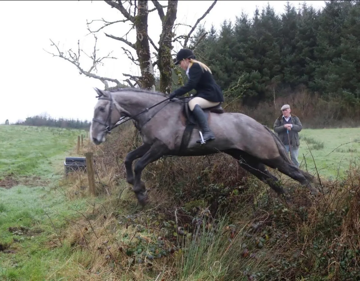 Quality 16h Irish Draught - Lot 512 Goresbridge - Image 4