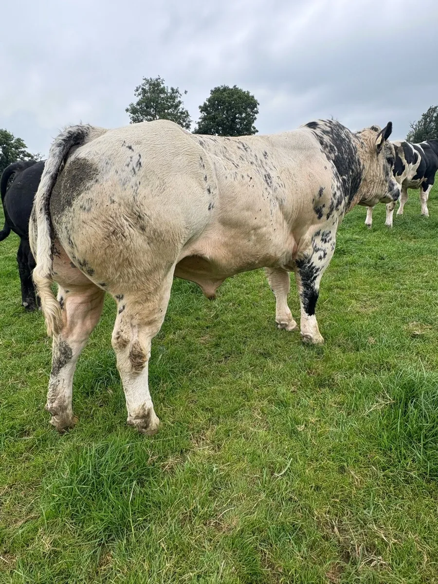 2 Super BBX Bulls - Image 2